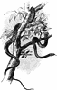 Tree Asp