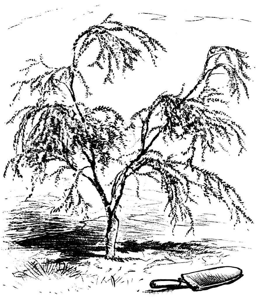clip art cypress tree - photo #32