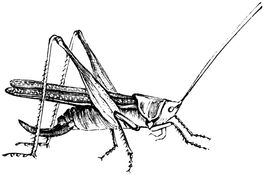 clip art grasshopper