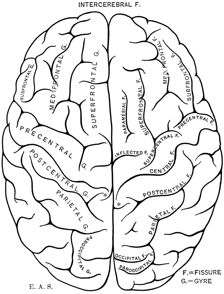 Brain ClipArt ETC