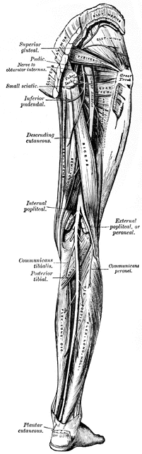 Leg Nerves | ClipArt ETC