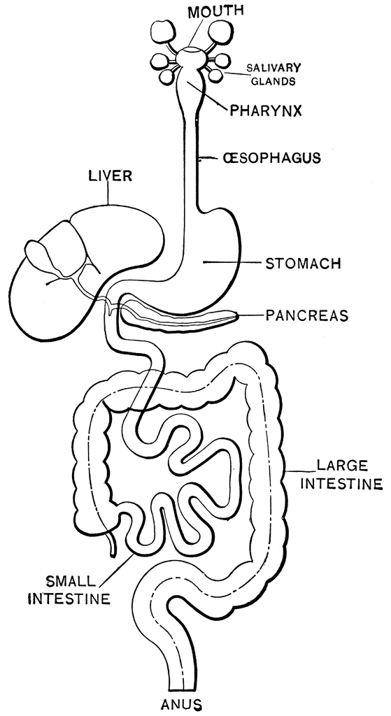 Digestive System ClipArt ETC