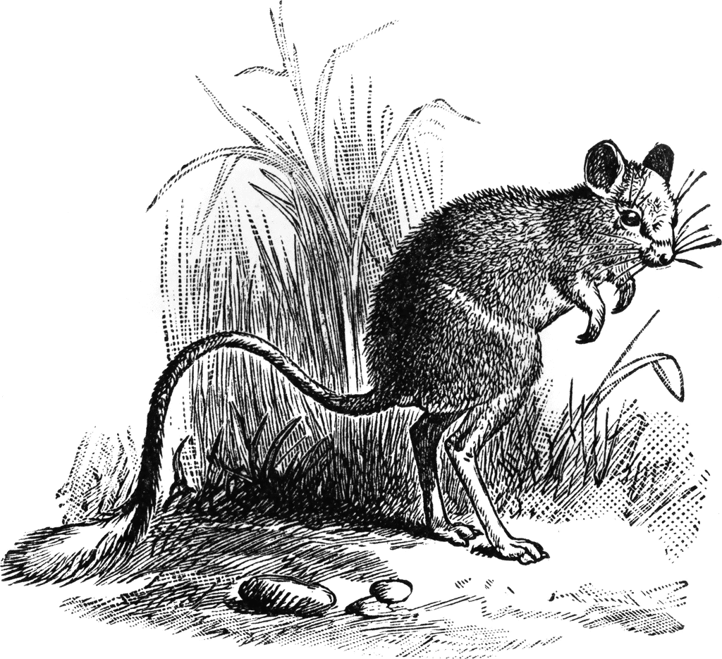 kangaroo rat clipart - photo #41