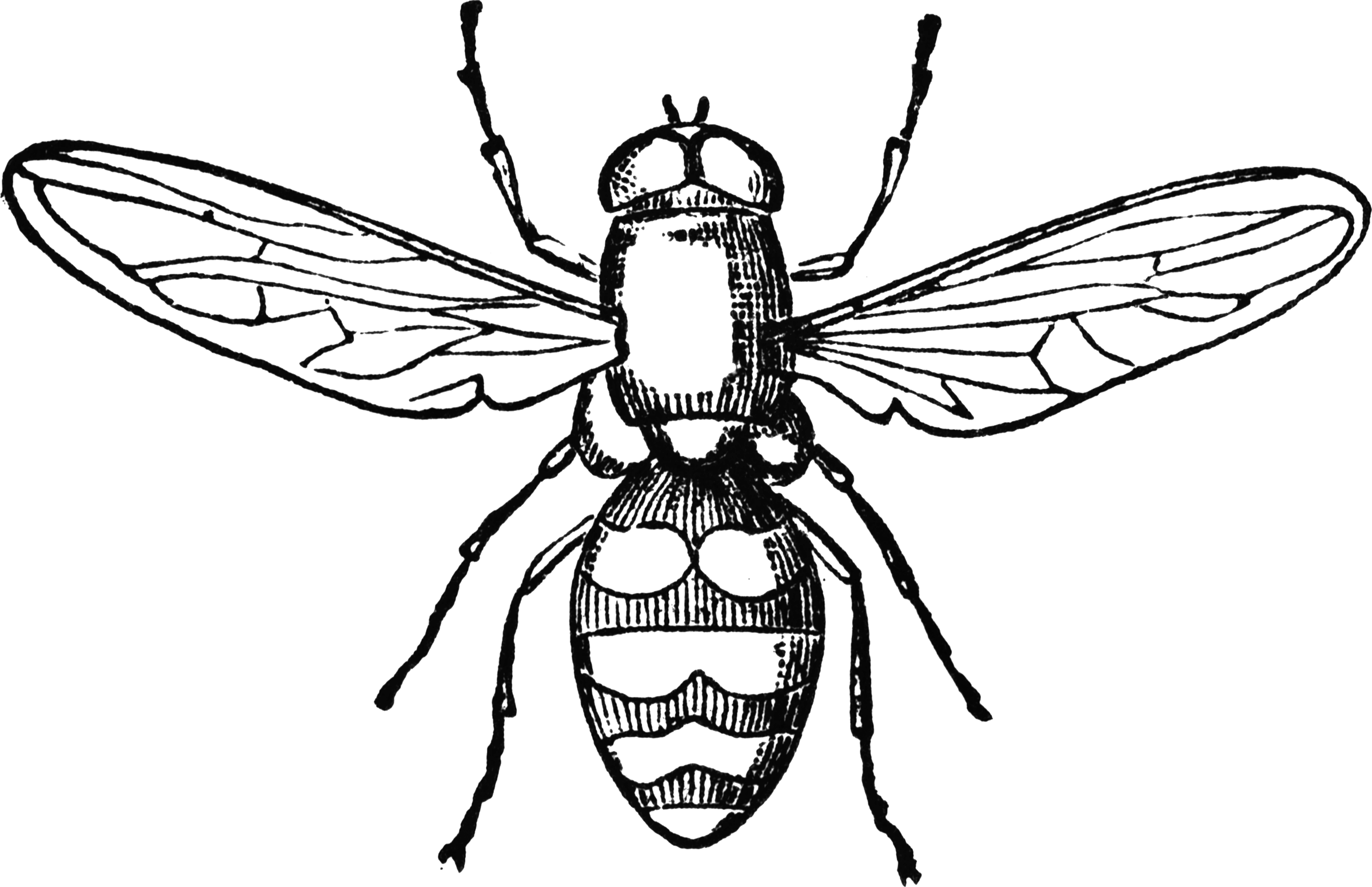 fruit fly clipart - photo #35