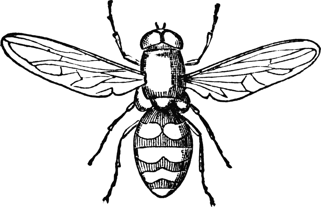 clipart of a fly - photo #34