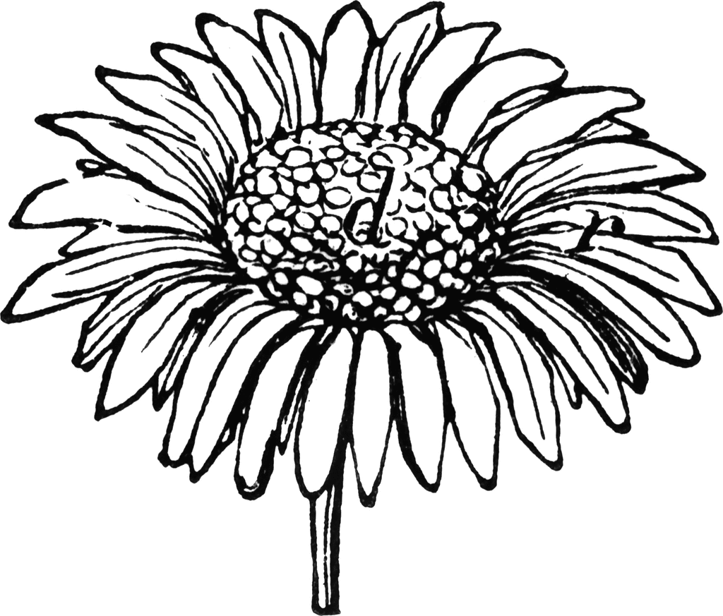 free black and white daisy clipart - photo #30
