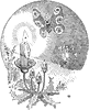 Moth