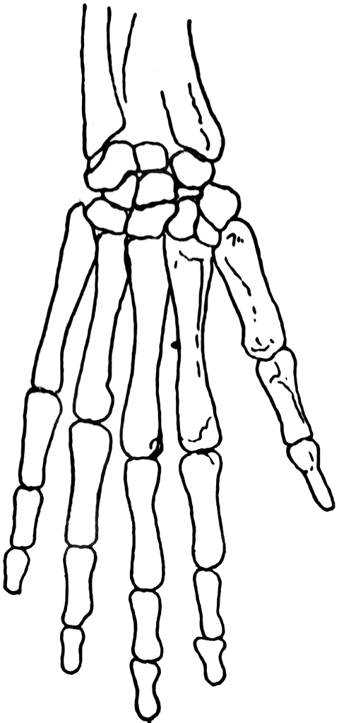 Skeletal Hand | ClipArt ETC