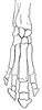 Skeletal Hoof