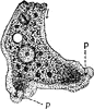 Amoeba