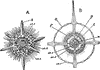 Actinomma Asteracanthion
