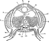 Cray-fish