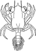 Megalop