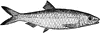 Pilchard
