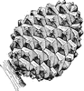 Stone Pine Cone