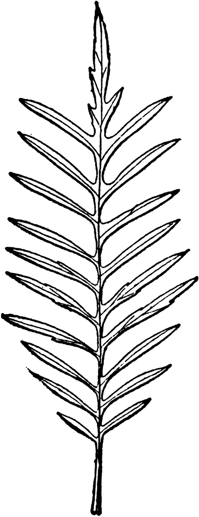 Clip Art Leaves. To use any of the clipart