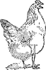 Hen