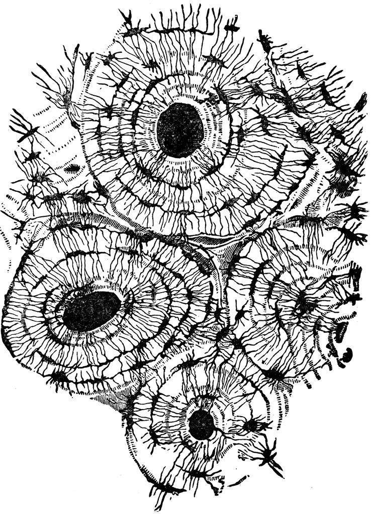 download geschichte der entwicklung des russischen heeres von der thronbesteigung des kaisers nikolai i. pawlowitsch