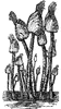 Barnacle