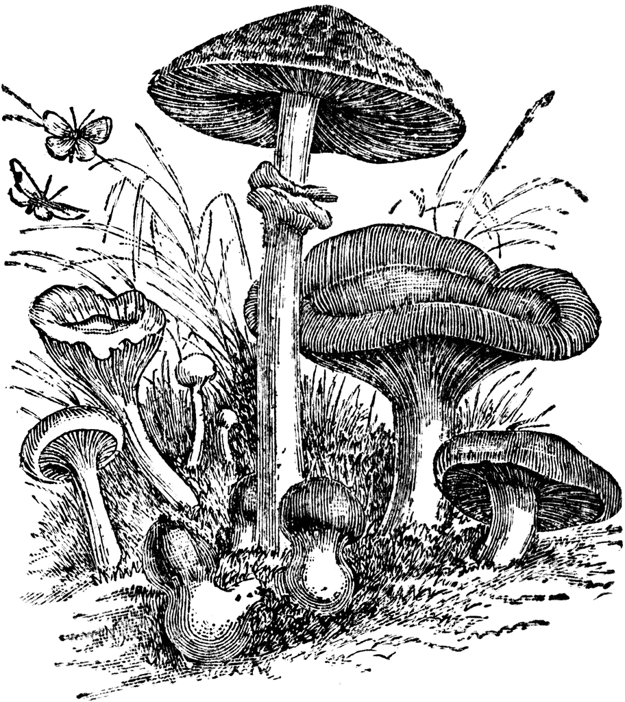 morel mushroom clip art - photo #43