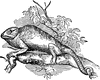 Chameleon