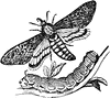 Death's Head Moth