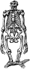 Gorilla Skeleton