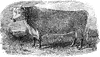 Hereford Bull