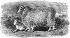 Romney Marsh Breed