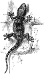 A gecko climbing on rocks.