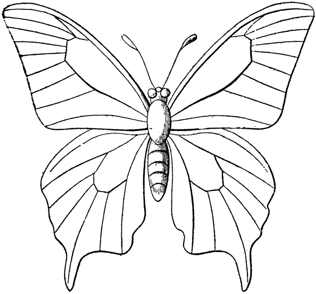 butterfly outline clip art free - photo #21
