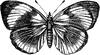 Red Admiral