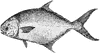 Common Pompano