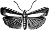 Pyralidina