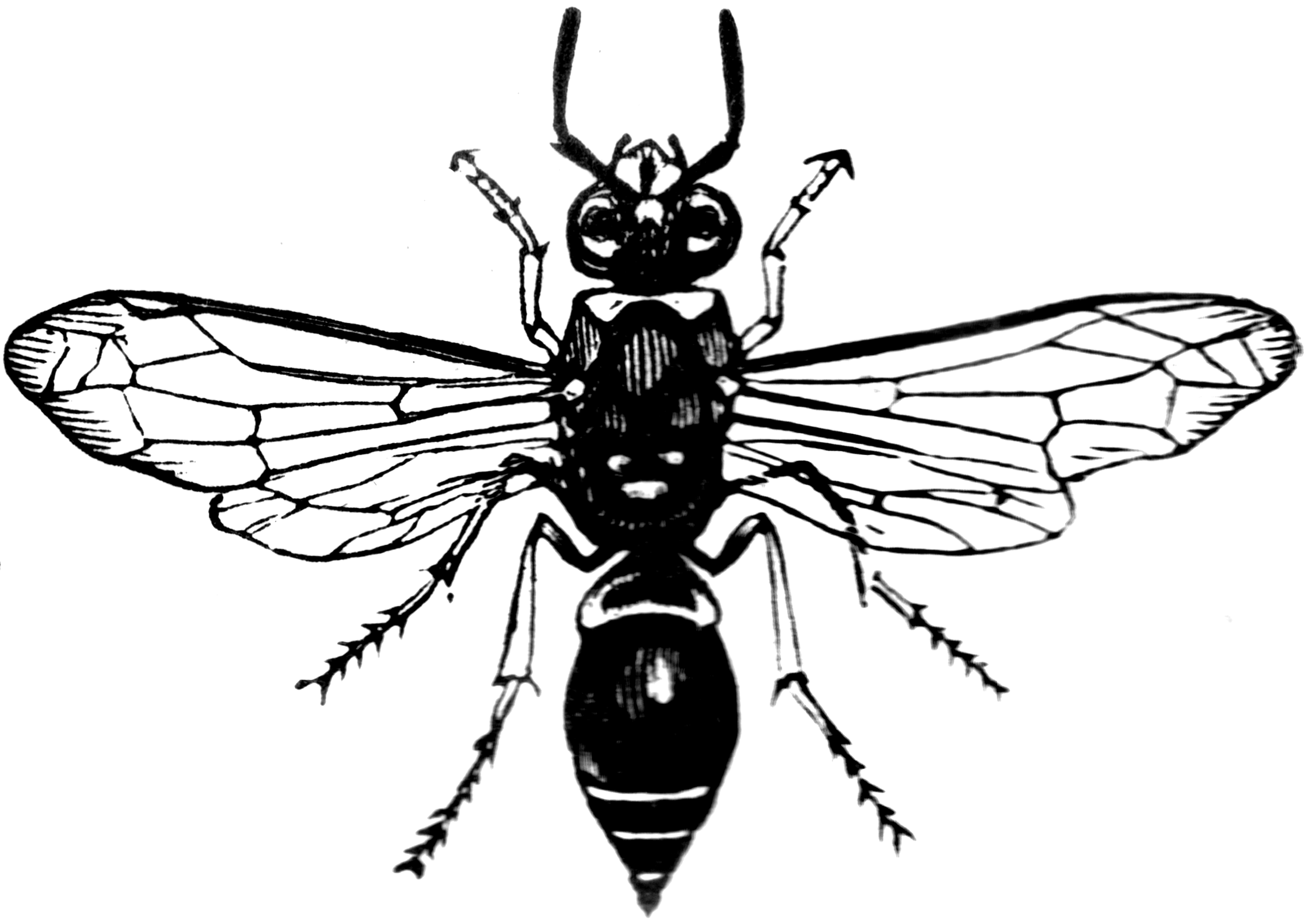 Potter Wasp Clipart Etc