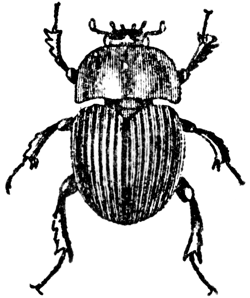 Dung Beetle | ClipArt ETC