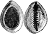 Sea Shell
