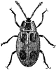 False Ladybird