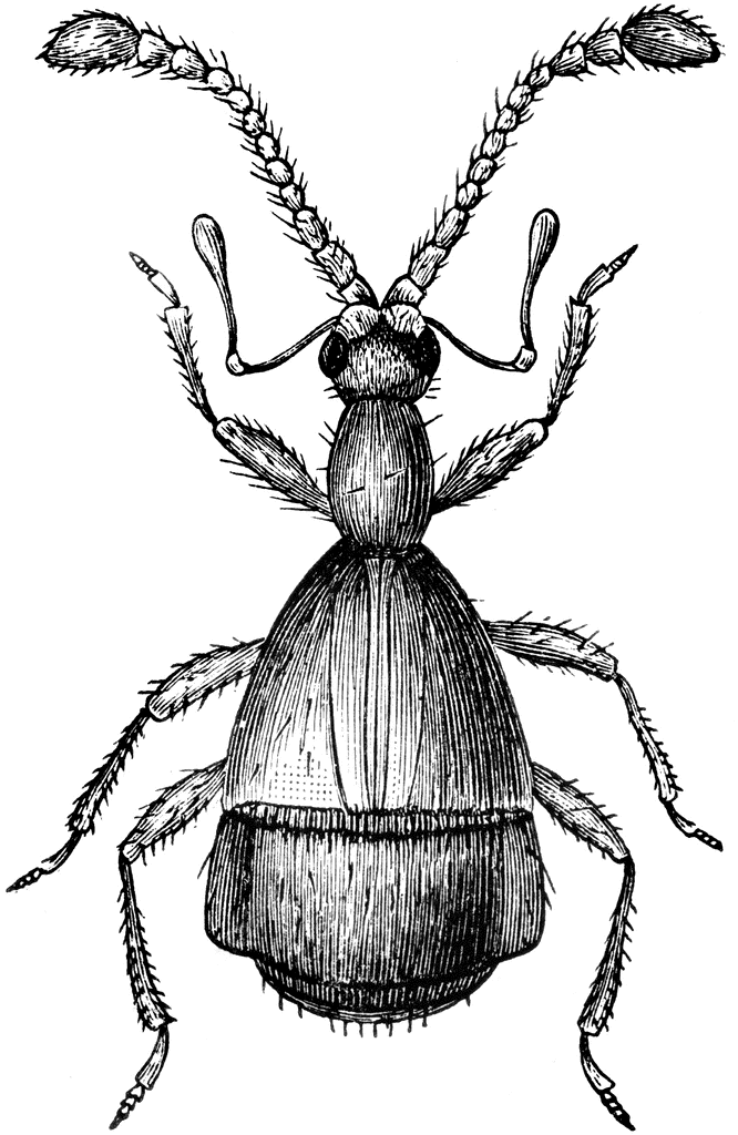 Beetle