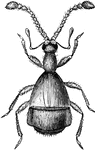 A beetle having the tarsi single clawed, and the maxillary palpi extremely long, the last joint club shpaed.