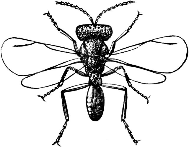 Male Fruit Fly | ClipArt ETC