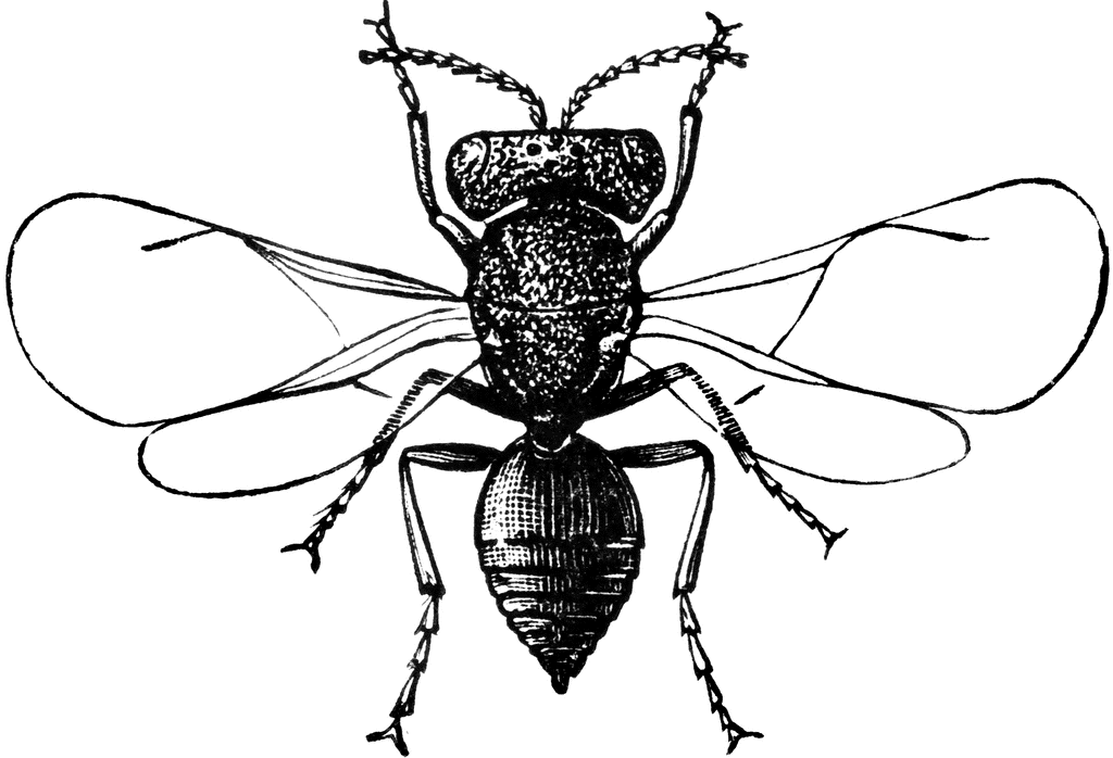 fruit fly clipart - photo #6