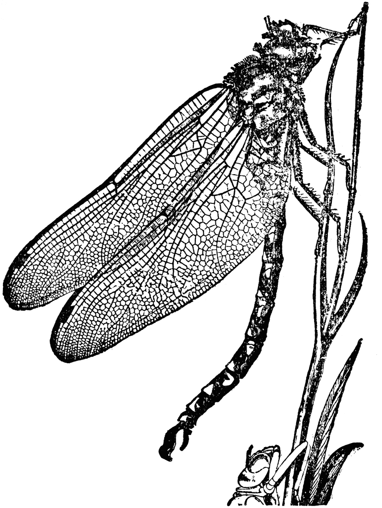Dragonfly. To use any of the clipart images above (including the thumbnail 
