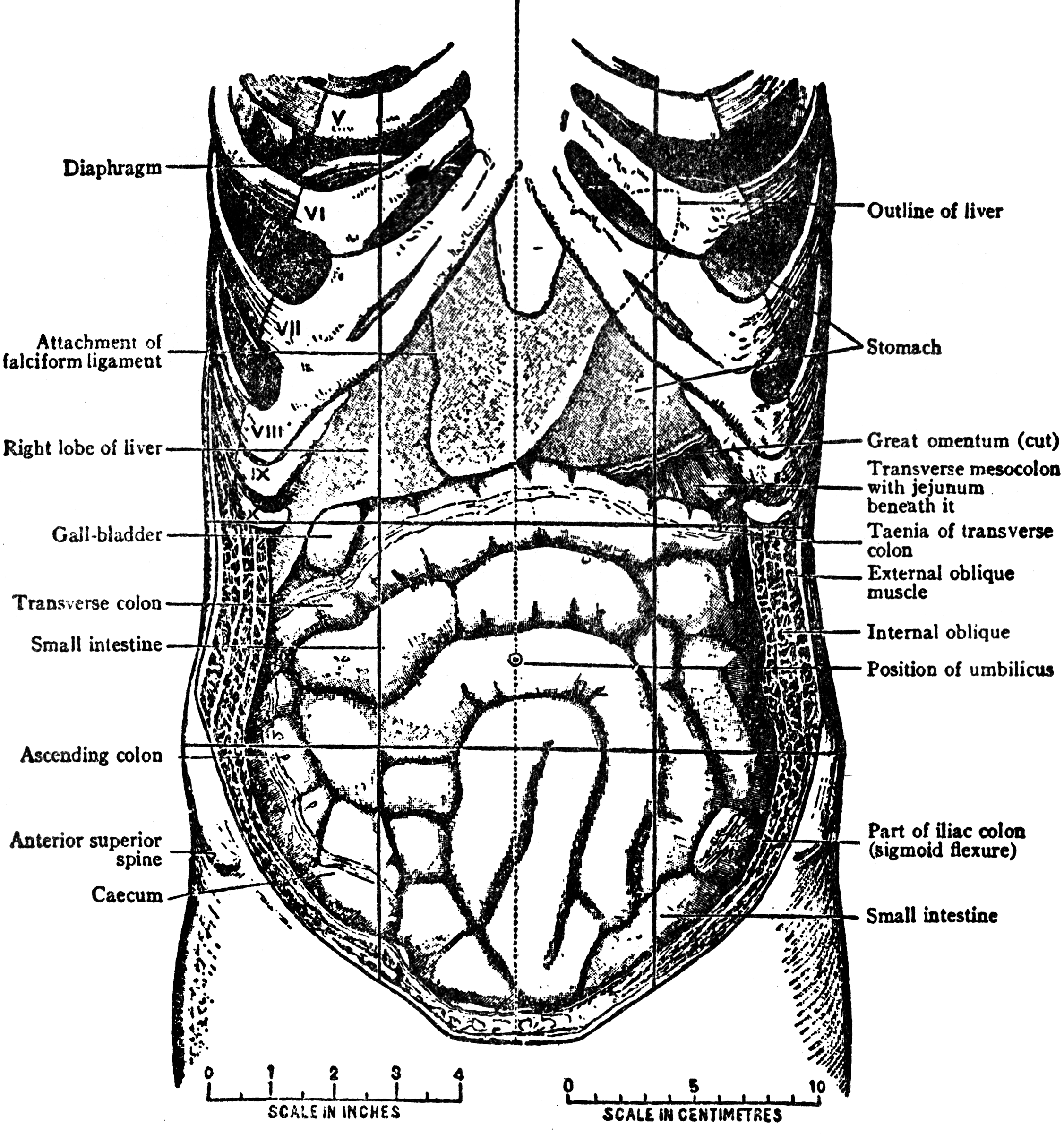 Diagram Of Human Internal Organs