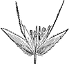 Poaceae