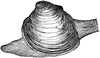Quahog