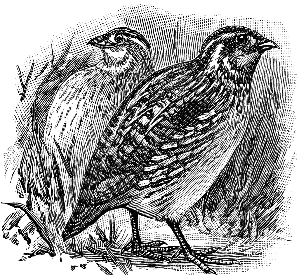 clipart of quail - photo #49
