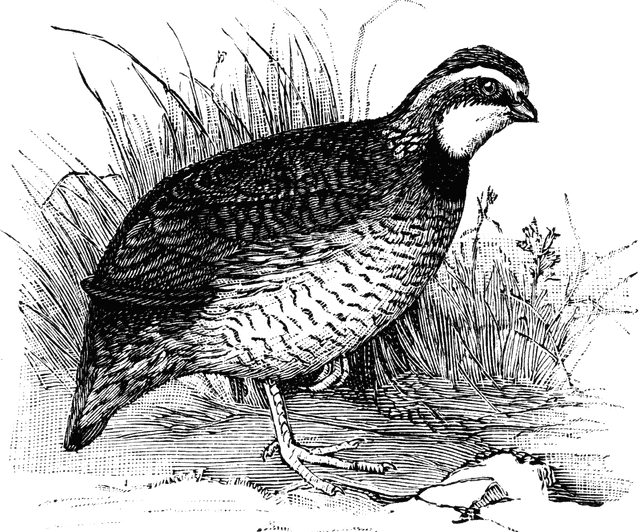 clipart of quail - photo #45