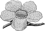 A parasitic flower plant. The worlds largest single flower.