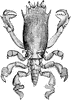 Frog Crab